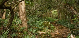 Hau'ula Loop Trail Hike