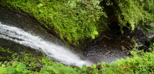 Ka'au Crater Hike 2011